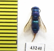 Chrysididae sp.  Kazakhstan - INSECTS-STORE.RU