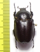 Propomacrus cypriacus, female  Cyprus - INSECTS-STORE.RU