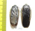 Blattodea sp.  Zambia - INSECTS-STORE.RU