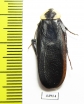 Blattodea sp.  South Africa Rep. - INSECTS-STORE.RU