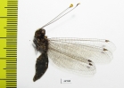 Ascalaphidae sp.  Malaysia, Borneo - INSECTS-STORE.RU