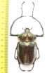 Cheirotonus gestroi  Thailand 66mm - INSECTS-STORE.RU
