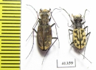 Lophyra sp.  South Africa Rep. - INSECTS-STORE.RU