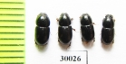 Aphodius granarius  Uzbekistan - INSECTS-STORE.RU