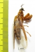 Mantispidae sp.  Malaysia, Borneo - INSECTS-STORE.RU