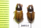 Aphodius lugens  Uzbekistan - INSECTS-STORE.RU