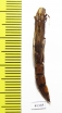Lymexylidae sp.  South Africa Rep. - INSECTS-STORE.RU