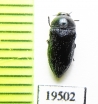 Acmaeoderella adamantina  Kirgizstan - INSECTS-STORE.RU