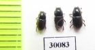 Aphodius pusillus  Uzbekistan - INSECTS-STORE.RU