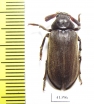 Rhipiceridae sp.  South Africa Rep. - INSECTS-STORE.RU