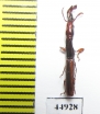 Brentidae sp.  South Africa Rep. - INSECTS-STORE.RU