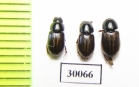 Aphodius punctatosulcatus  Uzbekistan - INSECTS-STORE.RU