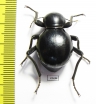 Tenebrionidae sp.  South Africa Rep. - INSECTS-STORE.RU