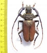 Mallaspis scutellaris  Peru 65mm - INSECTS-STORE.RU