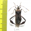 Hemiptera sp.  Cuba - INSECTS-STORE.RU