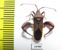 Hemiptera sp.  Cuba - INSECTS-STORE.RU