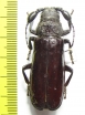 Bolbotritus bainesi  Tanzania 48mm - INSECTS-STORE.RU