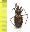 Hemiptera sp.  South Africa Rep. - INSECTS-STORE.RU
