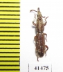 Brentidae sp.  South Africa Rep. - INSECTS-STORE.RU