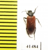 Meloidae sp.  South Africa Rep. - INSECTS-STORE.RU
