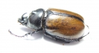 Golofa pusilla, male  Mexico - INSECTS-STORE.RU