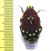 Euchroea histrionica  Madagascar - INSECTS-STORE.RU