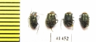 Melyridae sp.  South Africa Rep. - INSECTS-STORE.RU