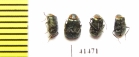 Melyridae sp.  South Africa Rep. - INSECTS-STORE.RU