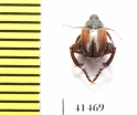 Hopliini sp.  South Africa Rep. - INSECTS-STORE.RU