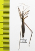 Hemiptera sp.  Zambia - INSECTS-STORE.RU
