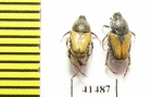 Hopliini sp.  South Africa Rep. - INSECTS-STORE.RU