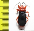 Hemiptera sp.  Zambia - INSECTS-STORE.RU