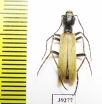 Meloidae sp.  Senegal - INSECTS-STORE.RU