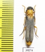 Oberea pupillata  France - INSECTS-STORE.RU