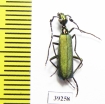 Lydomorphus sp.  Senegal - INSECTS-STORE.RU