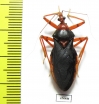 Hemiptera sp.  Zambia - INSECTS-STORE.RU