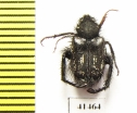 Hopliini sp.  South Africa Rep. - INSECTS-STORE.RU