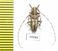 Astynoscelis degener  Russia, Far East - INSECTS-STORE.RU