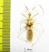 Hemiptera sp.  Panama - INSECTS-STORE.RU