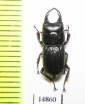 Aegus hamatus  Indonesia, Kalimantan - INSECTS-STORE.RU