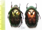 Protaetia angustata  Italy - INSECTS-STORE.RU