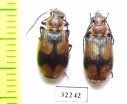 Carabidae sp.  South Africa Rep. - INSECTS-STORE.RU