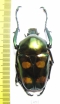 Jumnos ruckeri ruckeri, male  Thailand 49mm - INSECTS-STORE.RU
