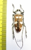 Dolichoprosopus lethalis  Indonesia, Morotai isl. - INSECTS-STORE.RU