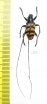 Nemophas grayi  Indonesia, Seram isl. - INSECTS-STORE.RU