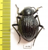 Tenebrionidae sp.  South Africa Rep. - INSECTS-STORE.RU