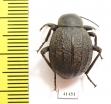 Tenebrionidae sp.  South Africa Rep. - INSECTS-STORE.RU