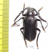 Mesoprionus asiaticus, male  Russia, Astrakhan reg.  32mm - INSECTS-STORE.RU