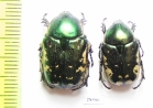 Protaetia trojana godeti  Armenia - INSECTS-STORE.RU