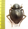 Psammodes sp.  South Africa Rep. - INSECTS-STORE.RU